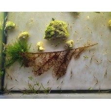 Креветка Амано