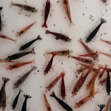 Мікс креветок неокардин
