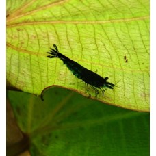 Креветка Неокардина Blue Dream (Блю Дрім, Блакитна мрія)