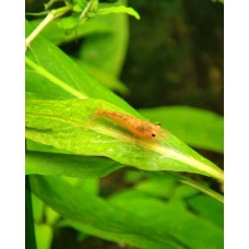 Креветка Неокардіна "Оранжева Сакура" (Neocaridina heteropoda var. Orange)